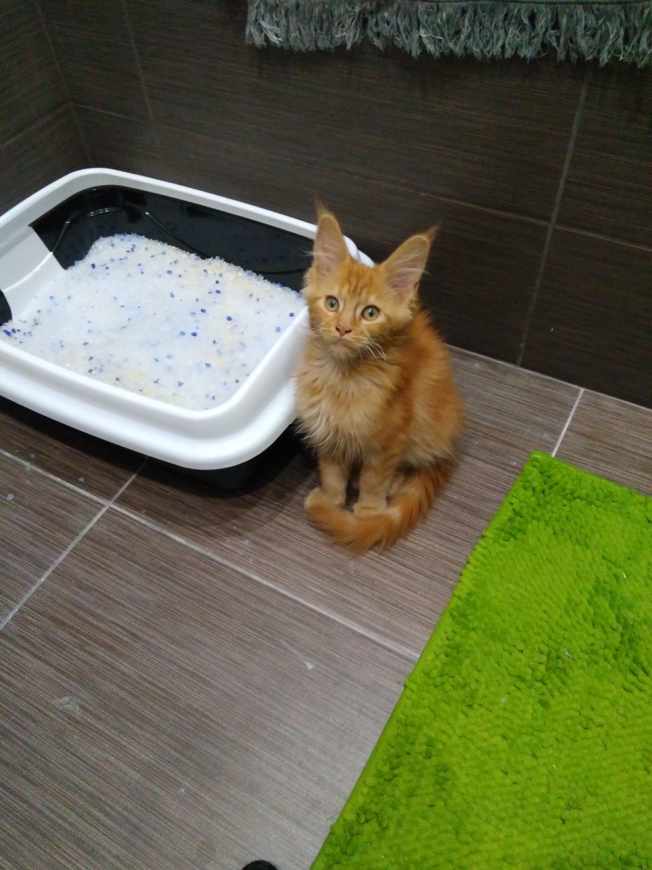 Лоток для кошек Мейн кунов