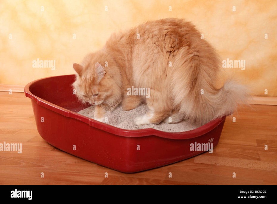 Кот копается в лотке