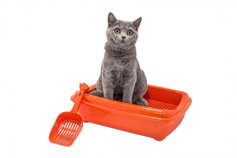 Лоток для котят