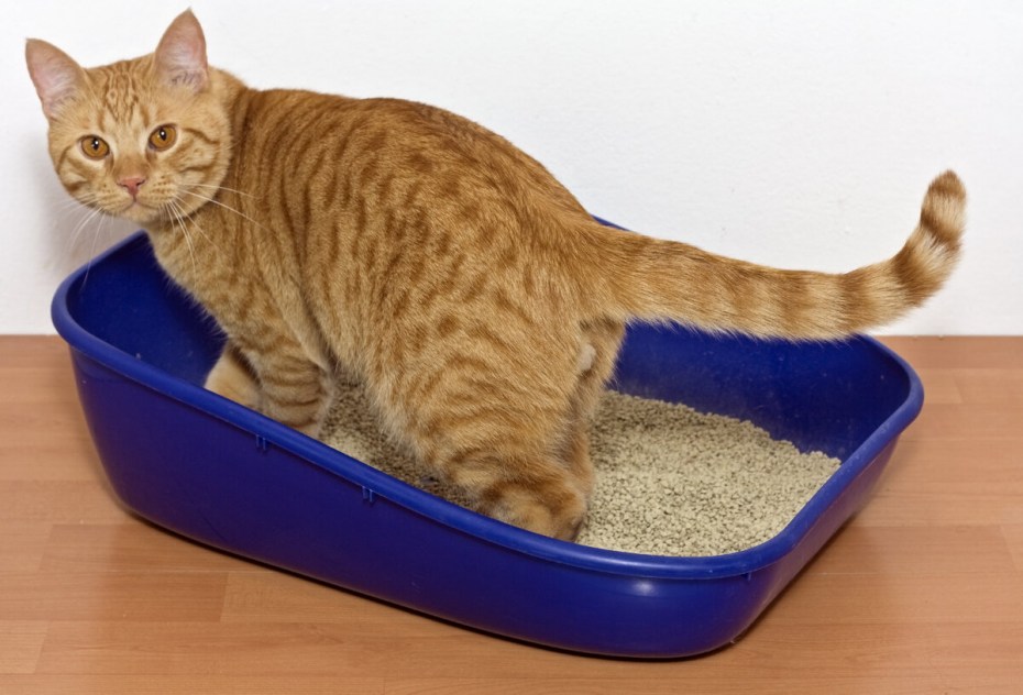 Лоток для кошек с автоматическим очистителем воздуха PETKIT Pura Cat