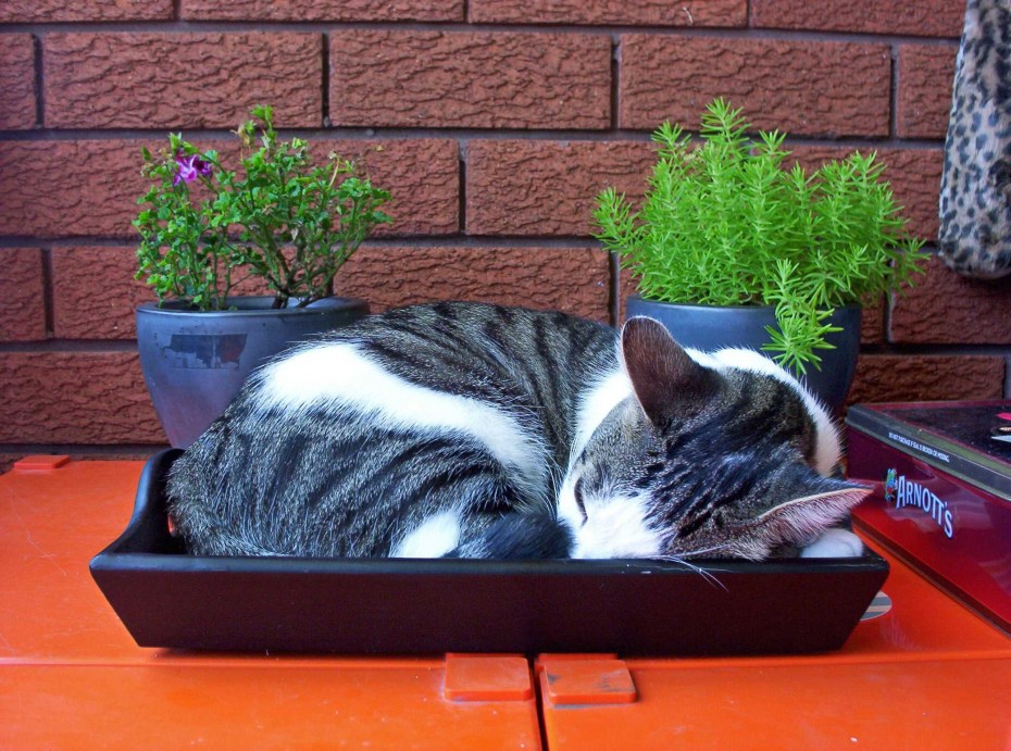 Лоток для кошек