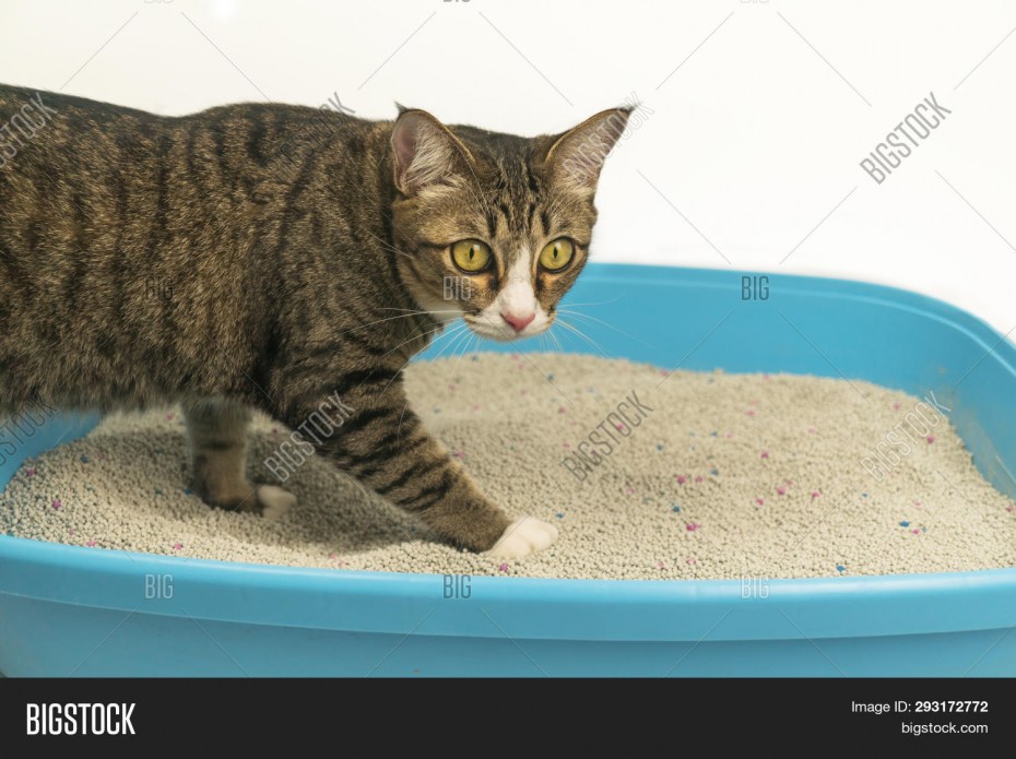 Как приучить котёнка к лотку в доме