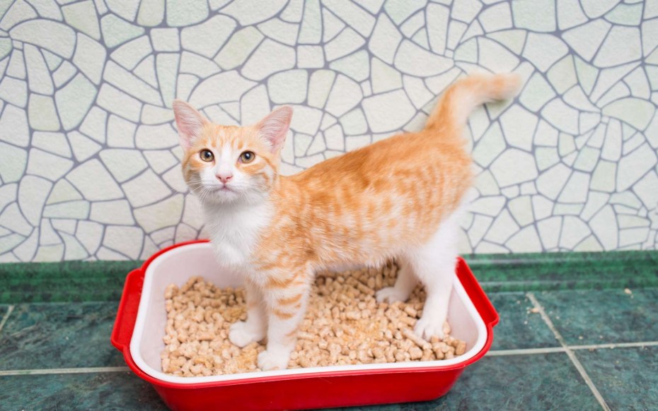 Лоток для кошек