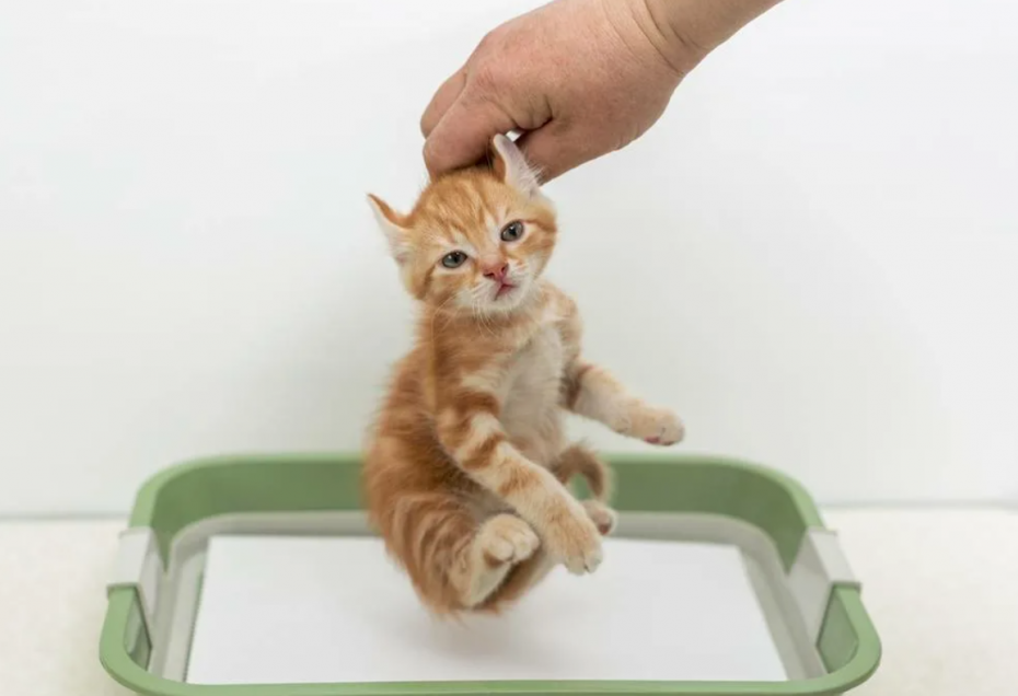 Приучить котенка к лотку