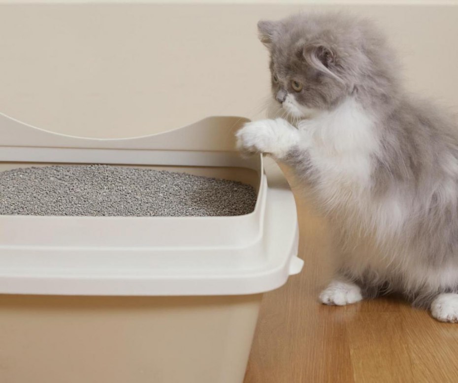 Лоток для кота