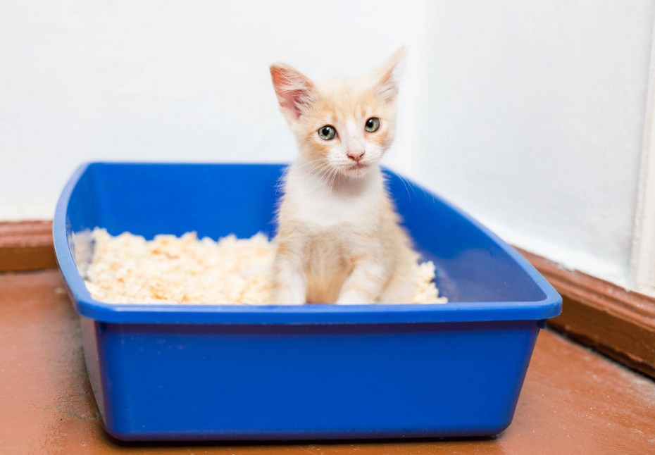 Лоток для котят