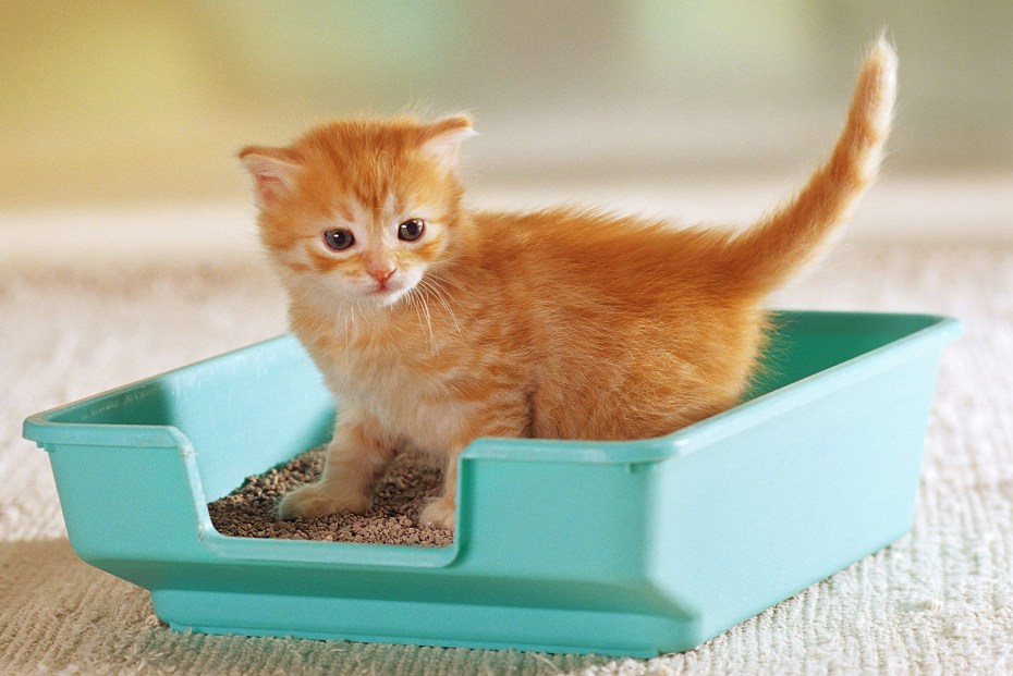 Кошки которые приучены к лотку