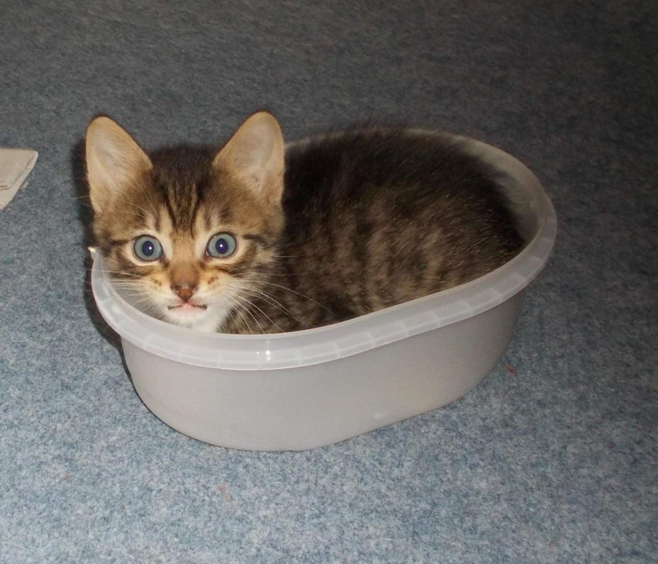 Лоток для кошек