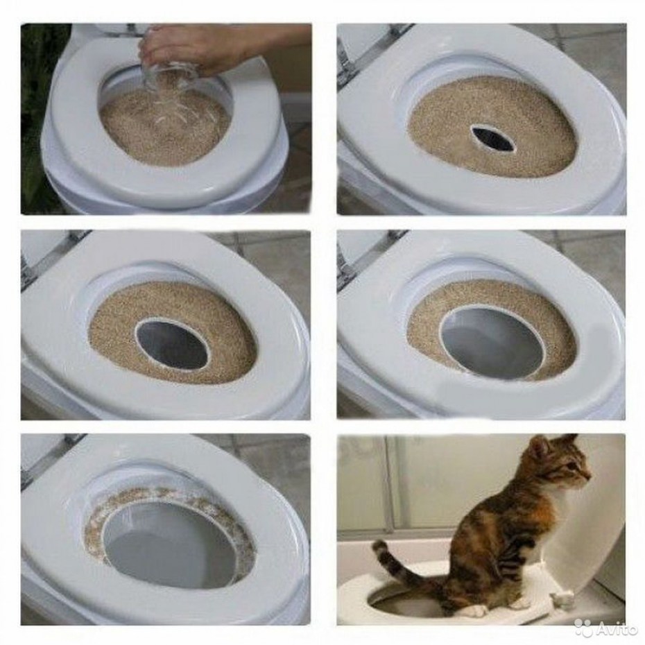 Кошка рядом с лотком