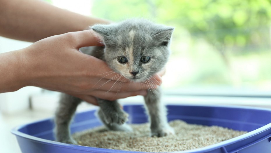 Система приучения к туалету для кошек Citikitty Cat Toilet Training Kit
