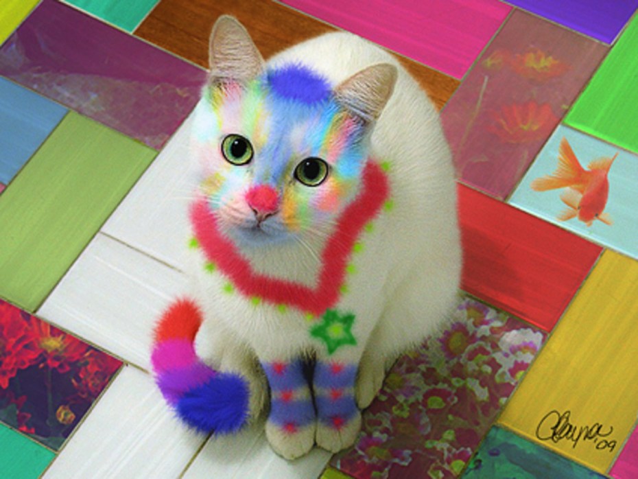 Кот в худи