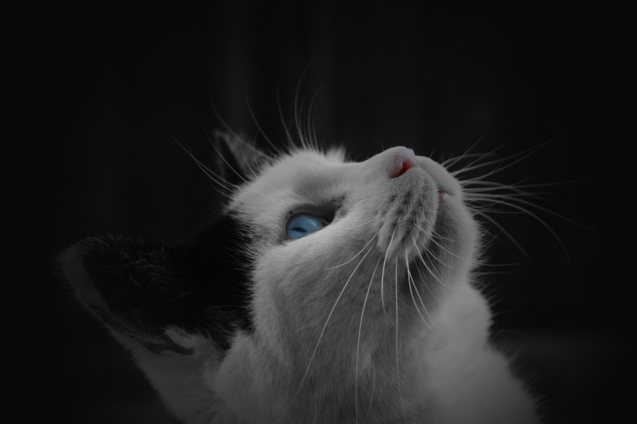 Смешная белая кошка
