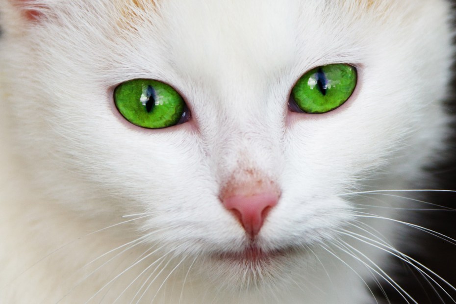 Кот Мейн кун