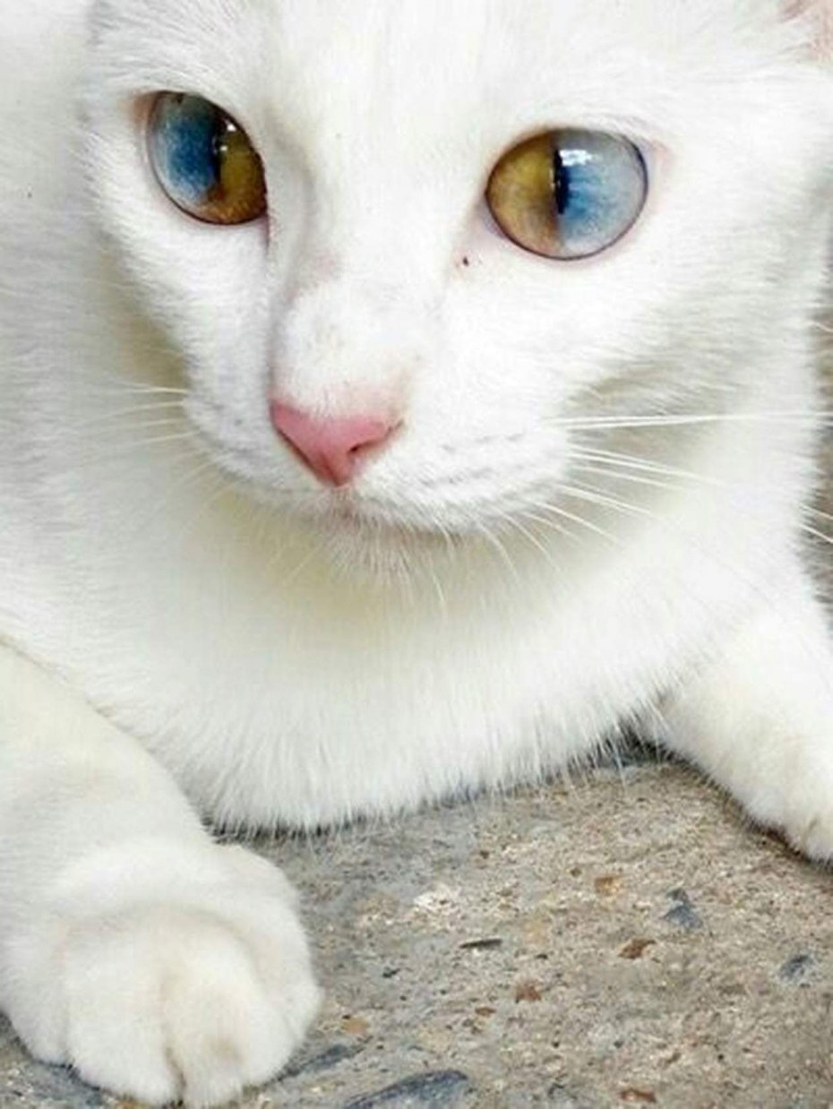 Домашняя кошка черно белая