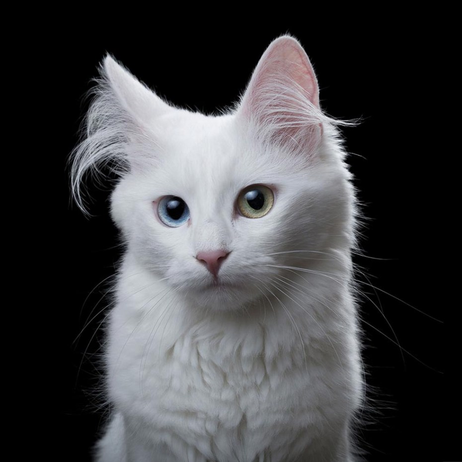 Персидская кошка альбинос