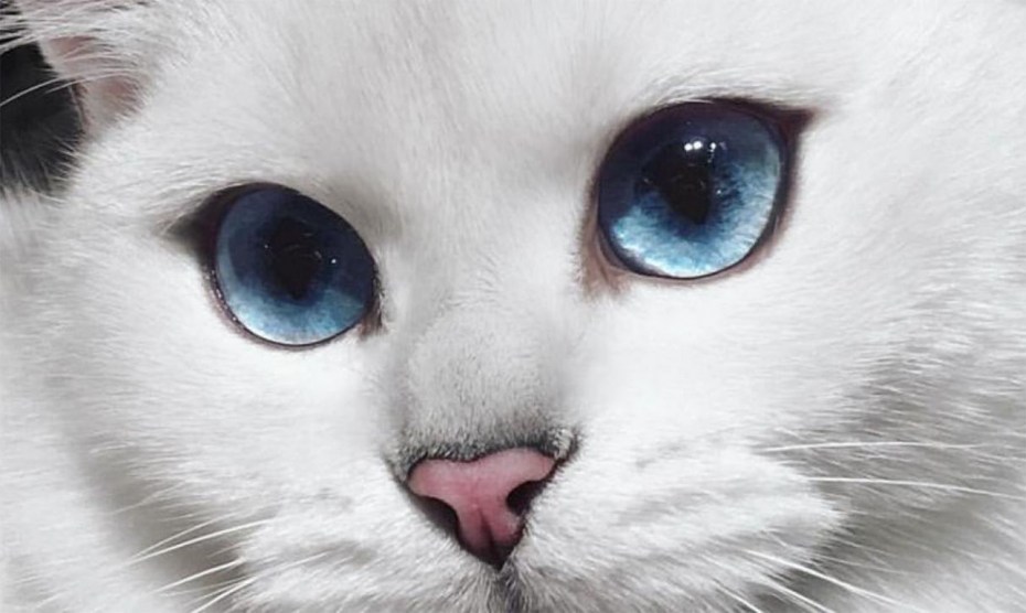 Черно белая кошка