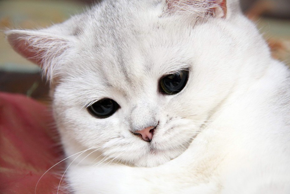 Грустный белый котик