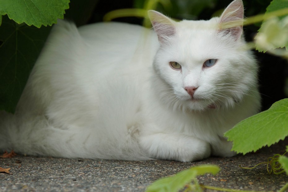 Кошка из Морозко