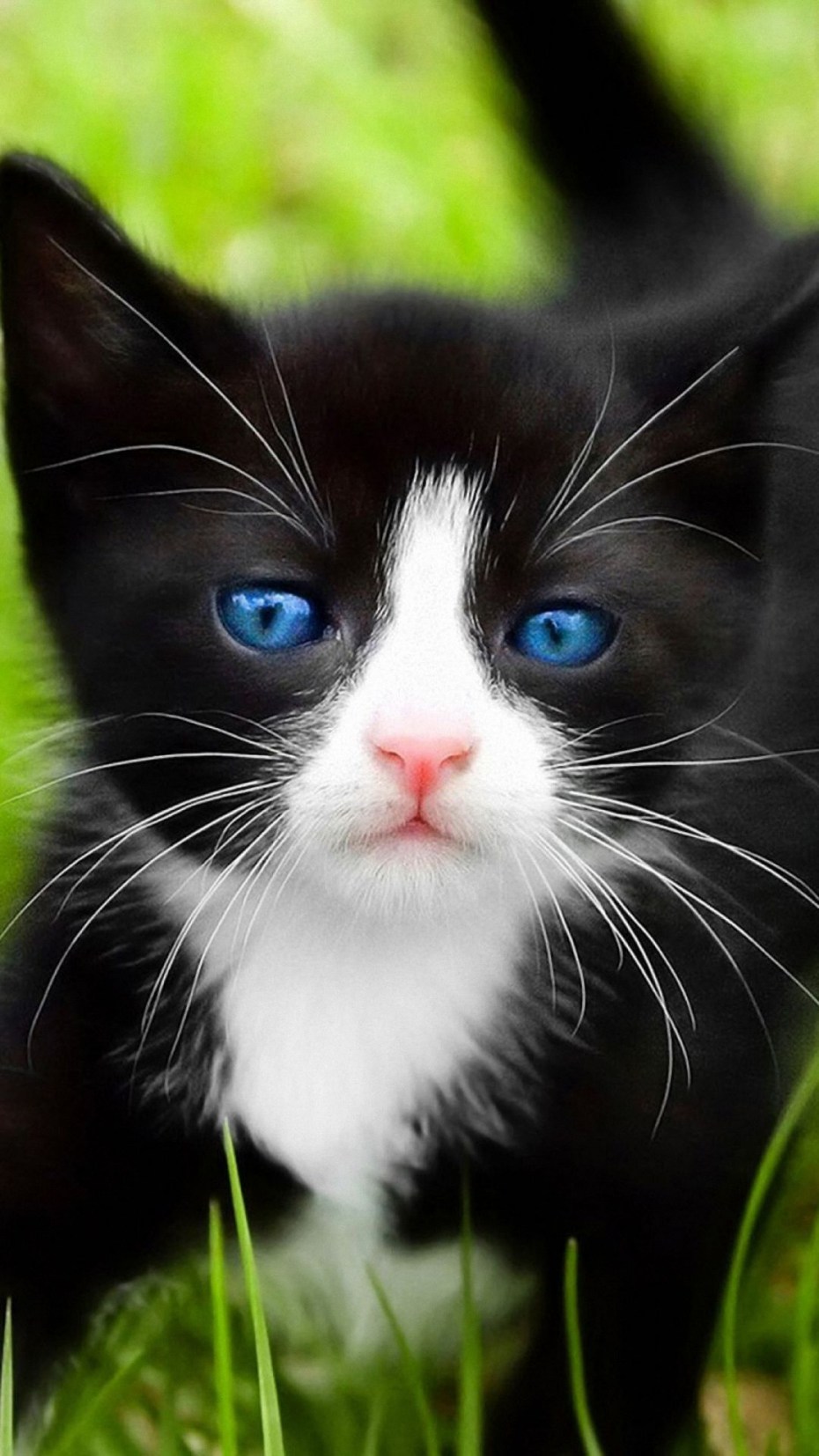 Котёнок белого эльфа