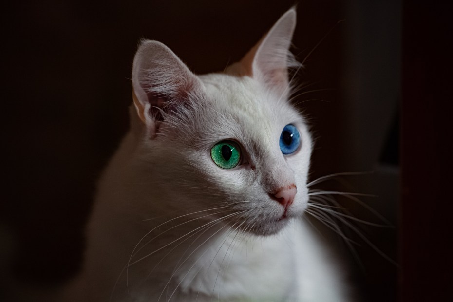 Черный и белый кот