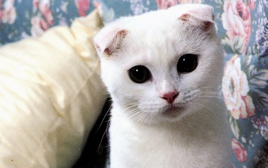 Белый кот с черными глазами