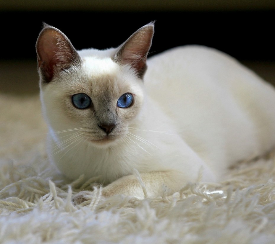 Черный котенок Охос азулес