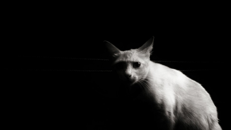 Кошка белая
