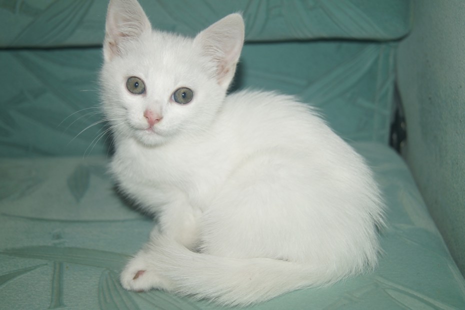 Кошка голубые кремовые с белым