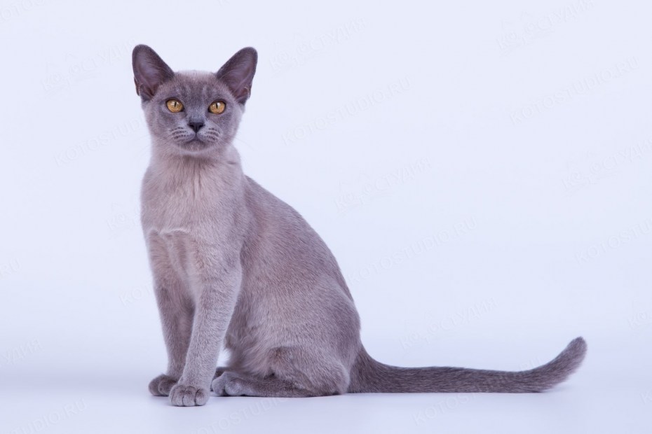 Бурманская кошка белая