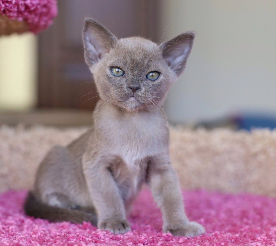 Лиловый бурманский кот
