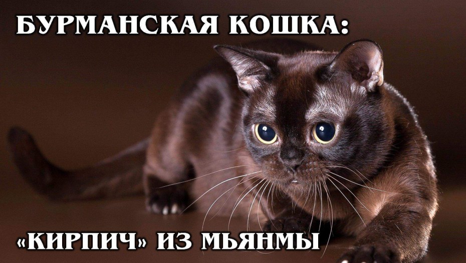 Бурма стриженная