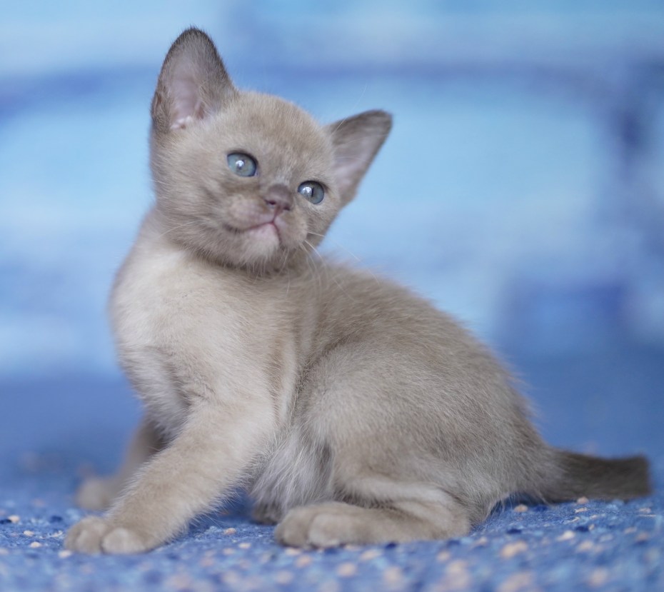 Кошка Бурма голубая