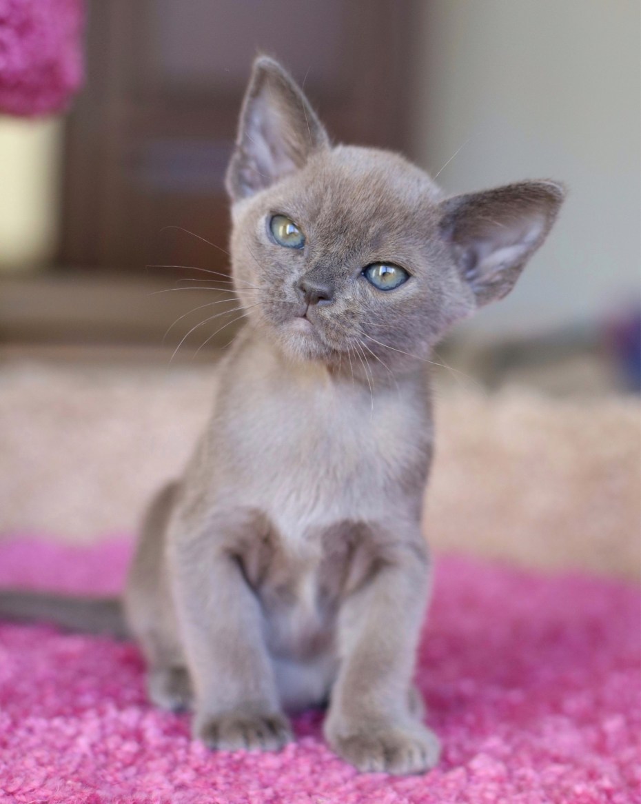 Кошка Бурма котята