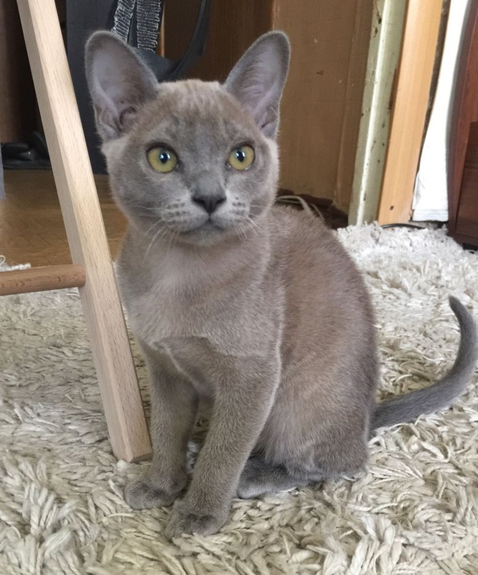 Голубая Бурма котенок