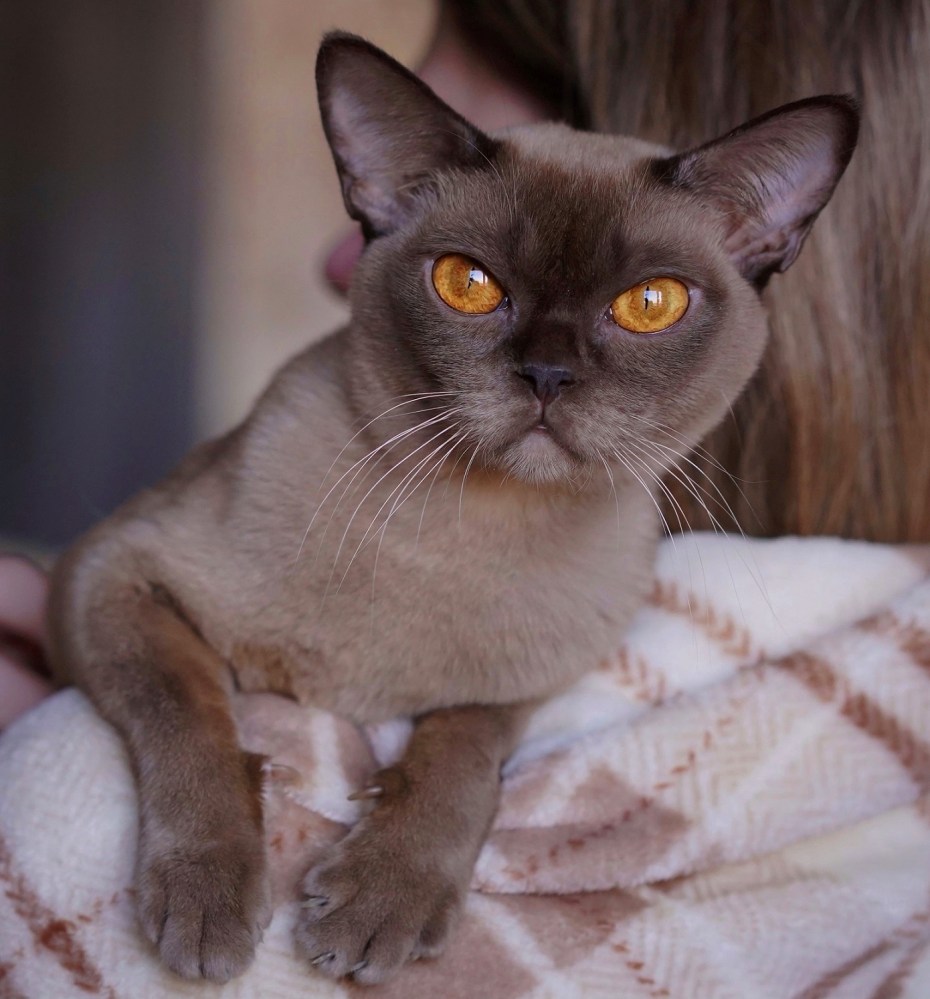 Европейская Бурманская кошка