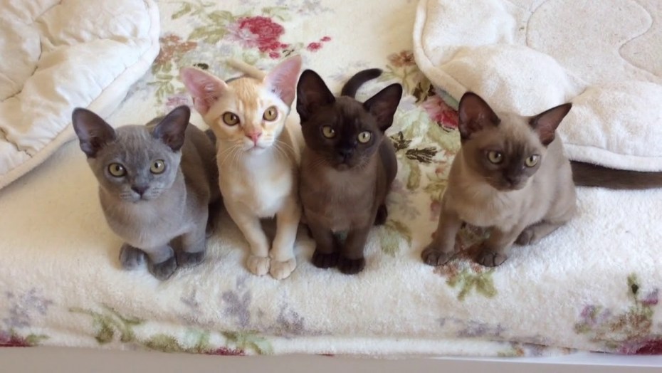 Бурманская кошка котята
