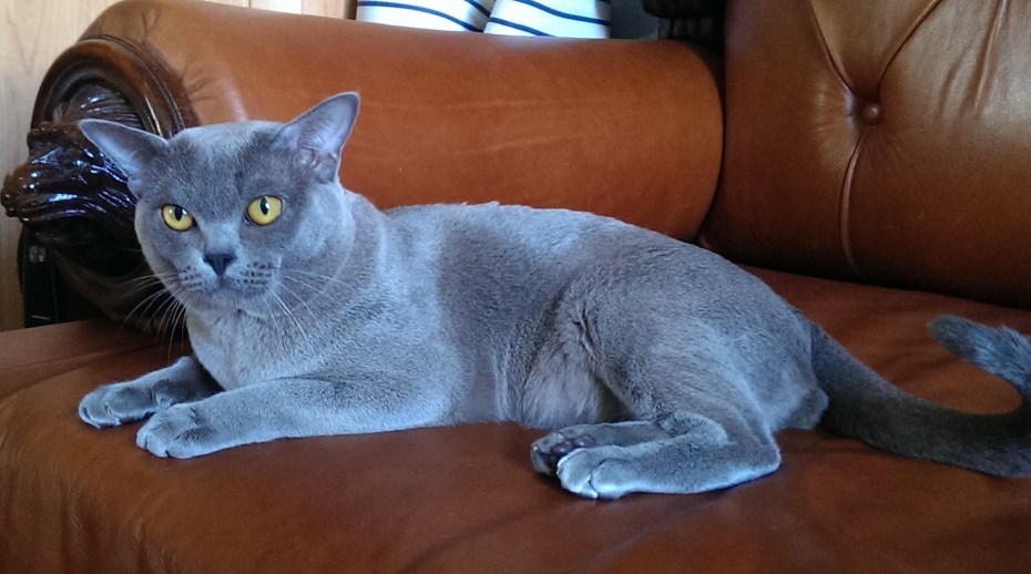 Бурманская котенок серый
