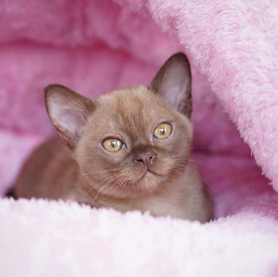 Европейская Бурманская кошка