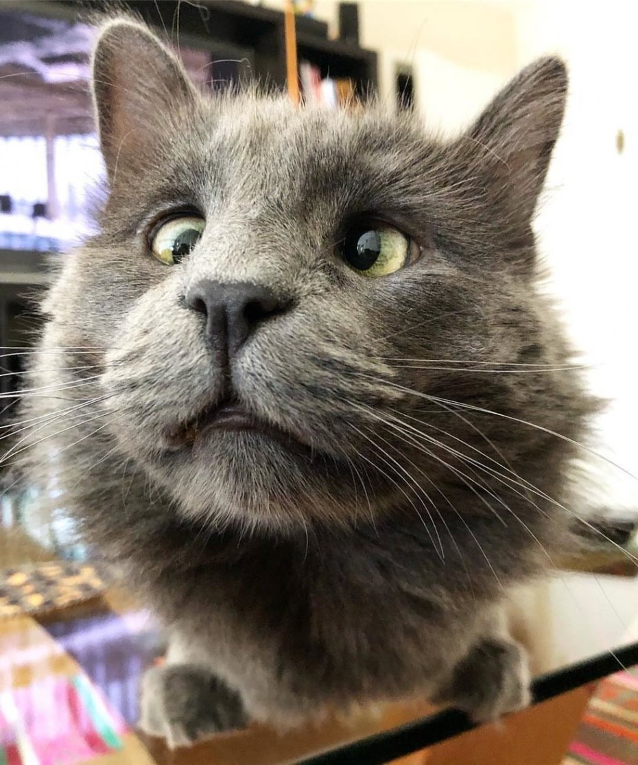Косой кот