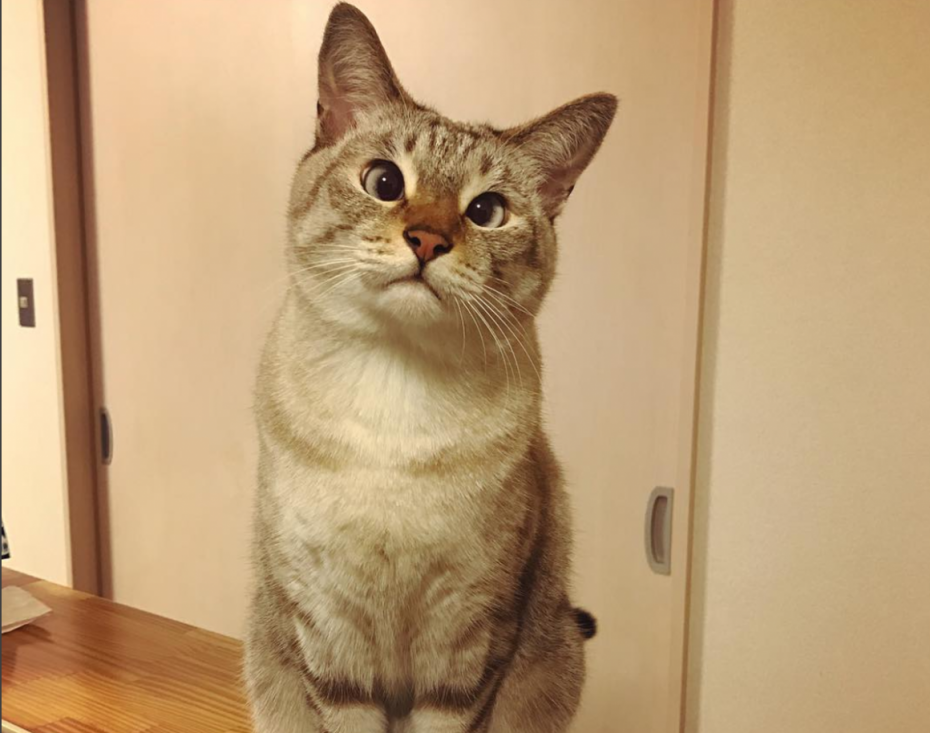 Косоглазый кот