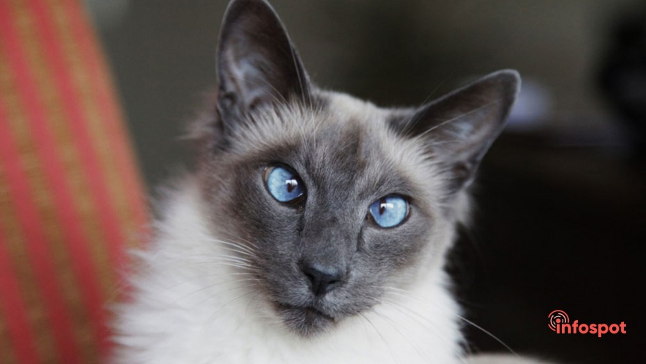 Балинезийская кошка