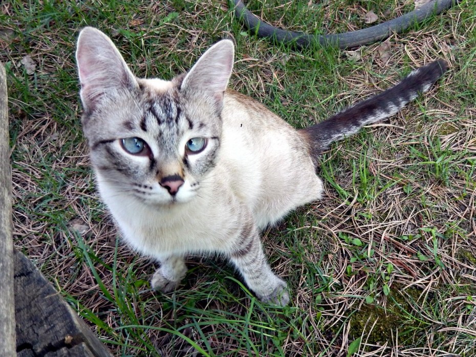 Косоглазые кошки