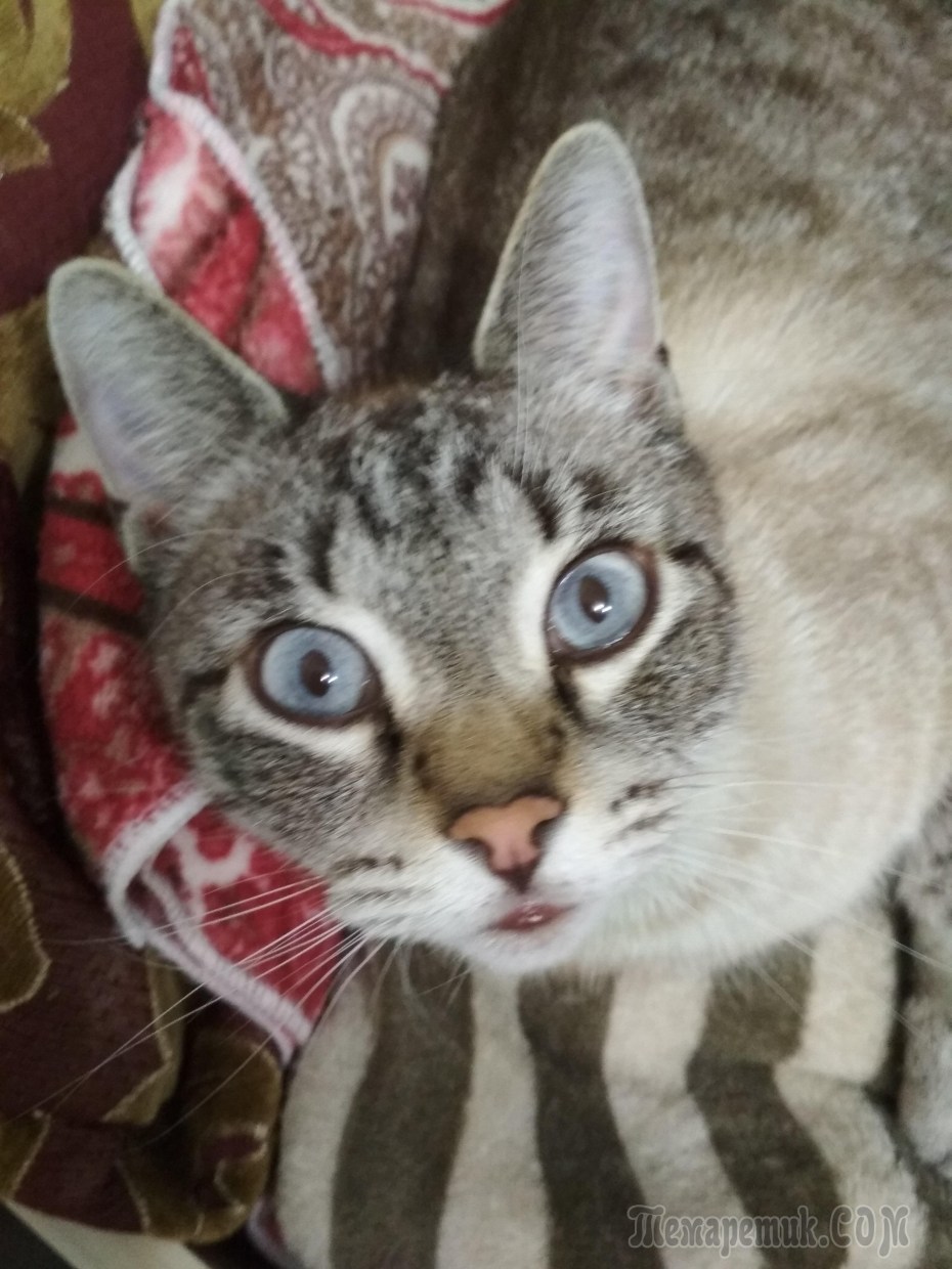 Жирный косоглазый кот