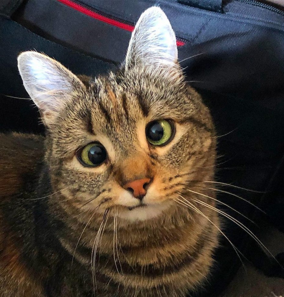 Косоглазие у кошек
