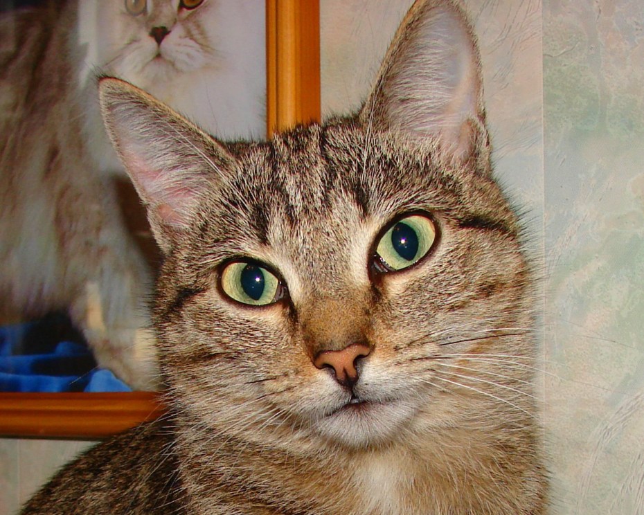 Коты с полосками на лице