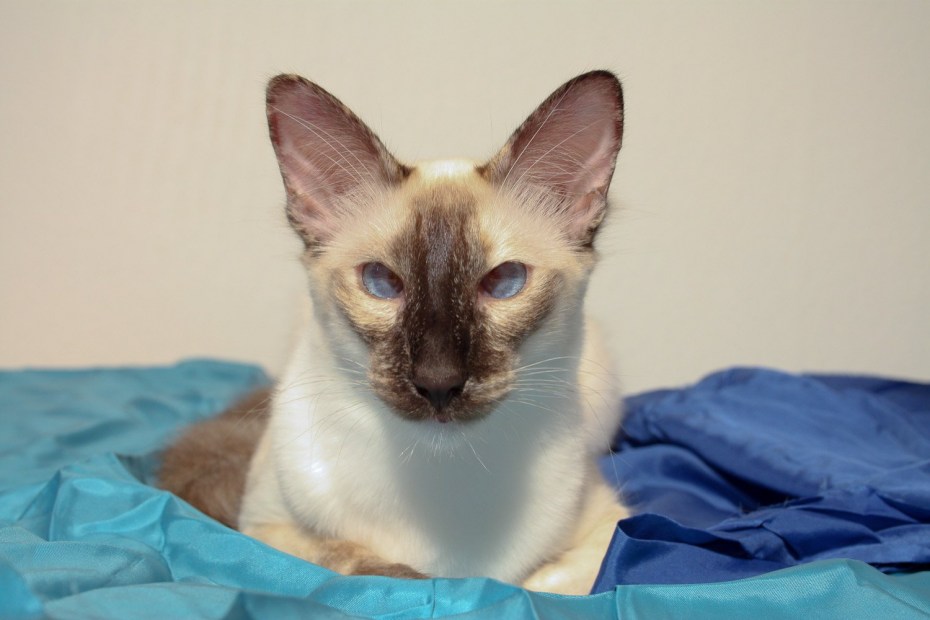 Сиамский кот косоглазый