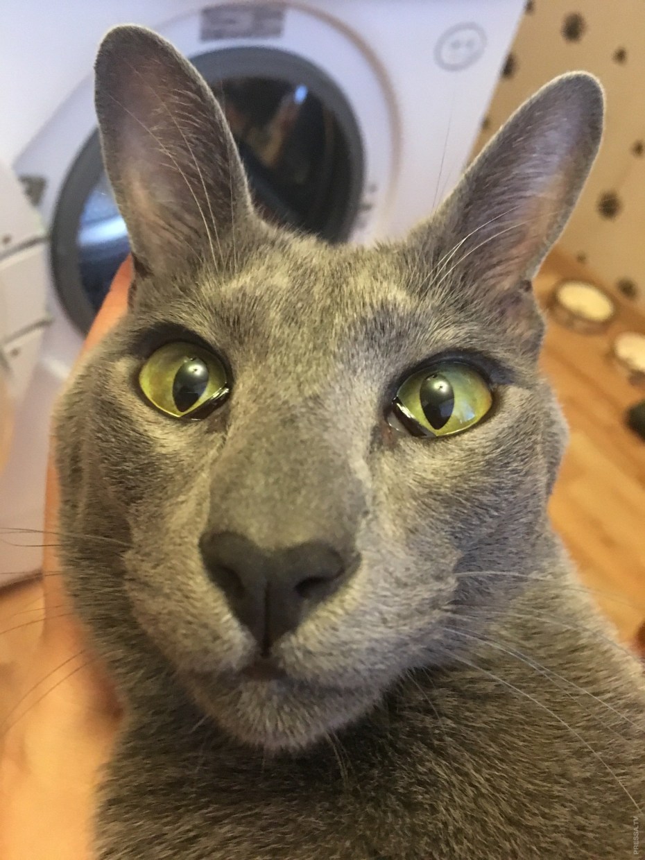 Коты ориенталы грузины
