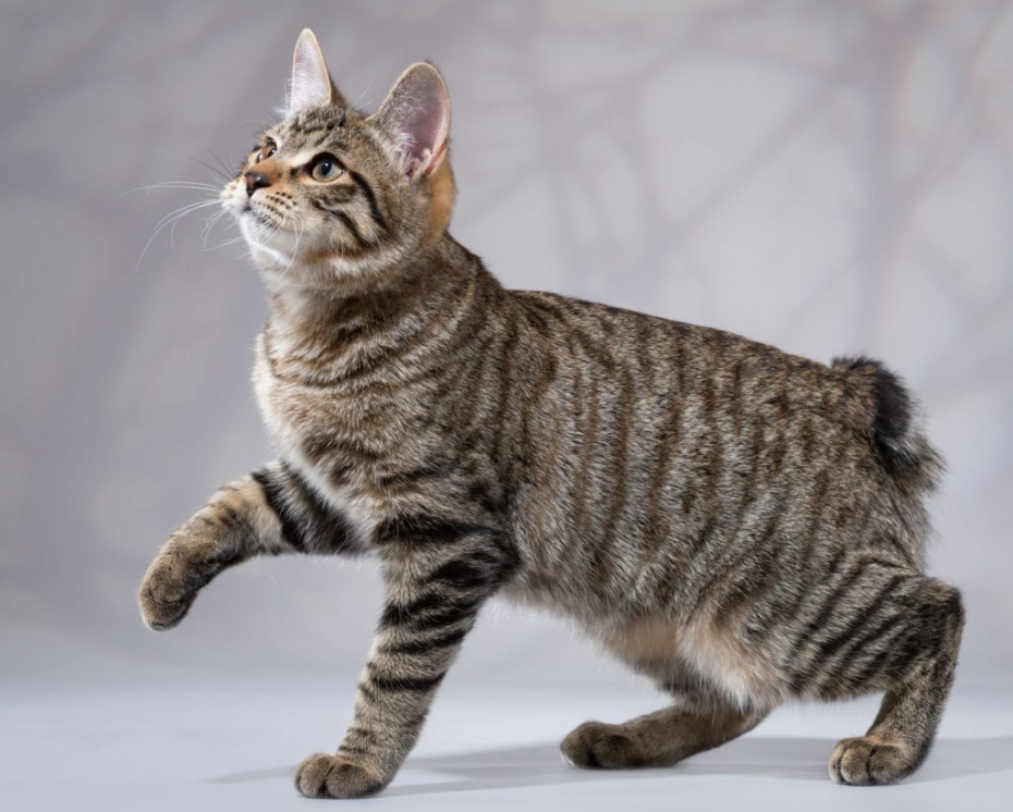 Американская короткошерстная кошка