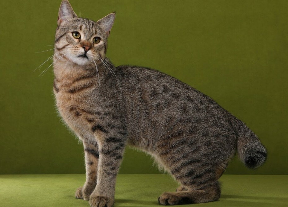Шотландская кошка мраморный табби