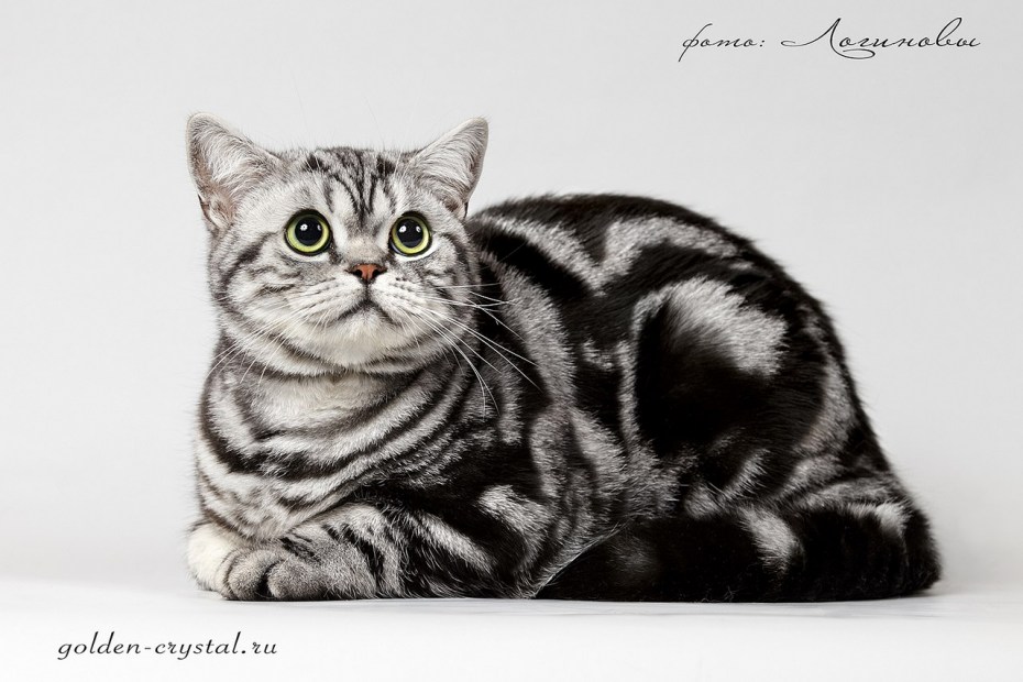 Шотландская короткошерстная табби